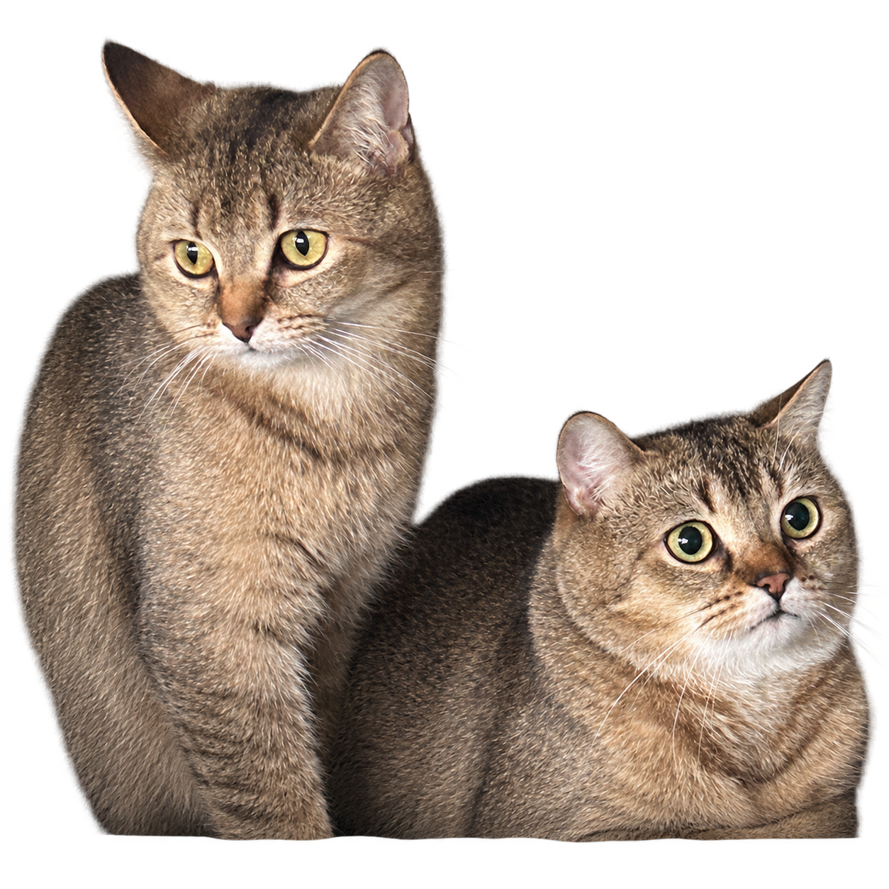 Kenai und Koda